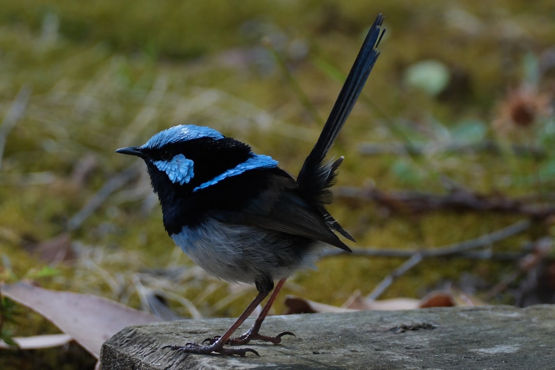 Virgo: The Wren (Image Credits: Unsplash)