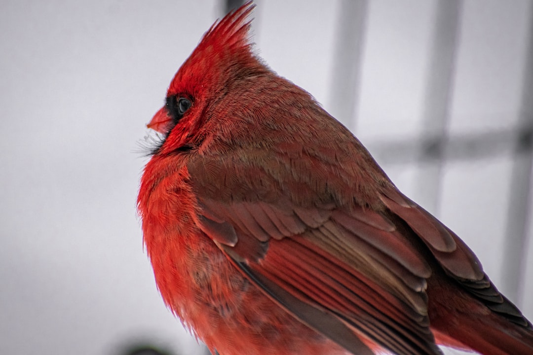 Libra: The Cardinal (Image Credits: Unsplash)
