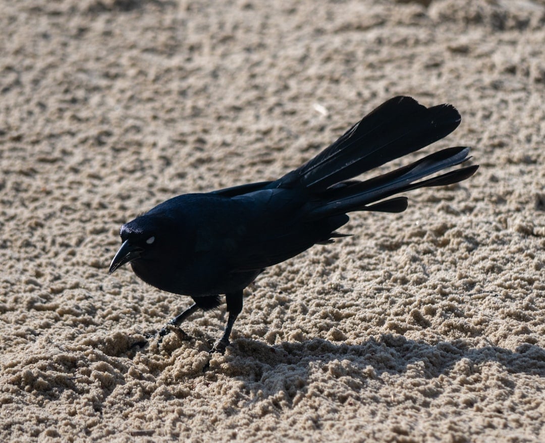 Scorpio: The Raven (Image Credits: Unsplash)