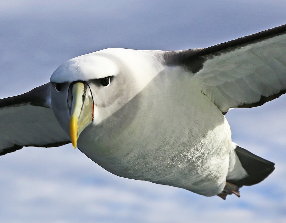 Sagittarius: The Albatross (Image Credits: Unsplash)