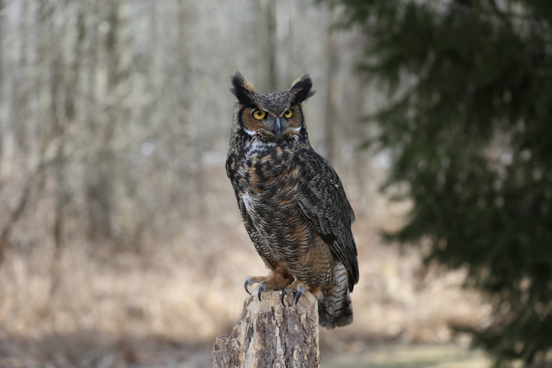 Capricorn: The Great Horned Owl (Image Credits: Unsplash)