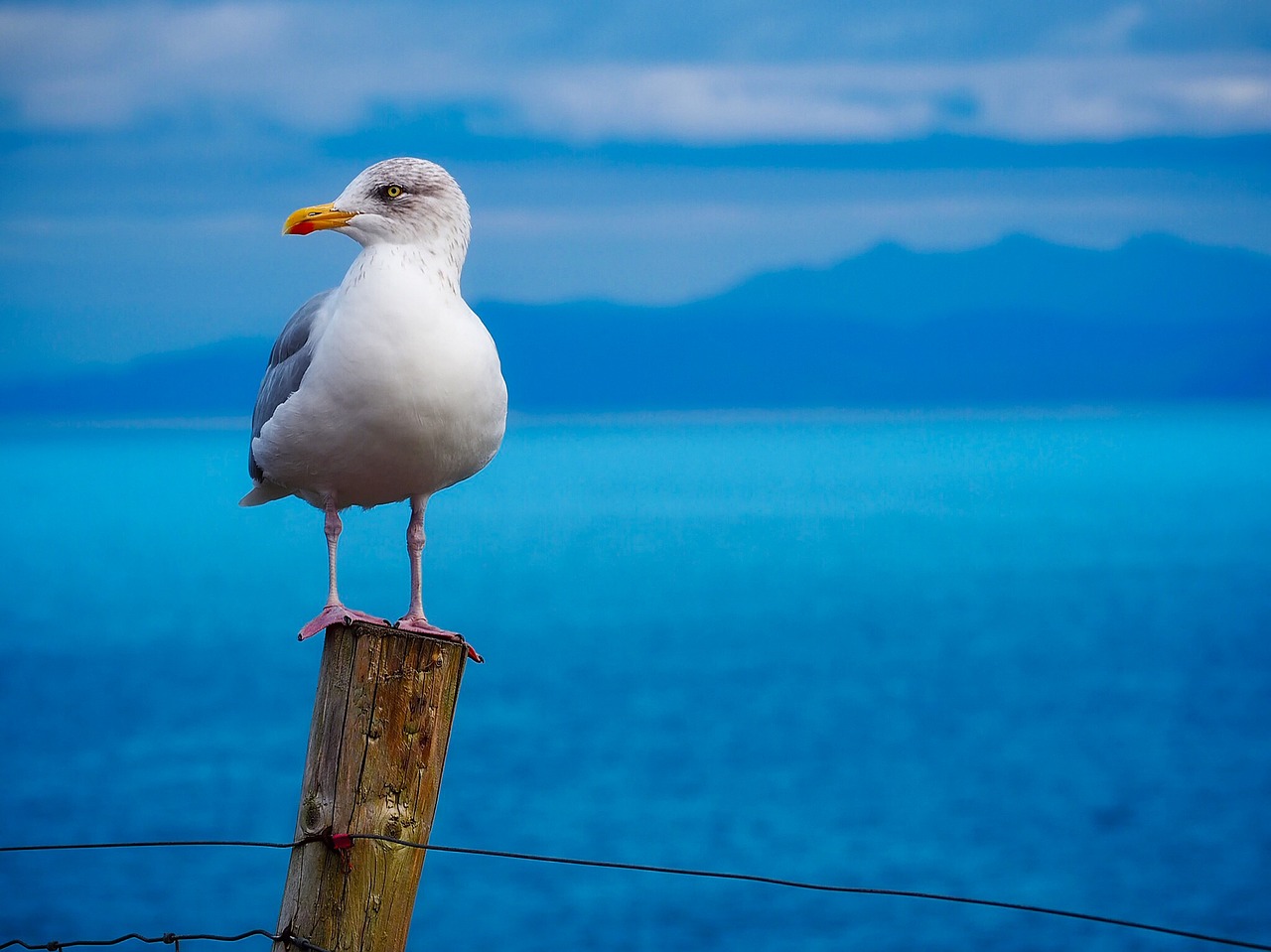 Pisces: The Seagull (Image Credits: Pixabay)