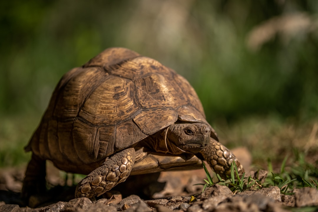 The Cautious Turtle: The Slow and Steady Approach (Image Credits: Unsplash)