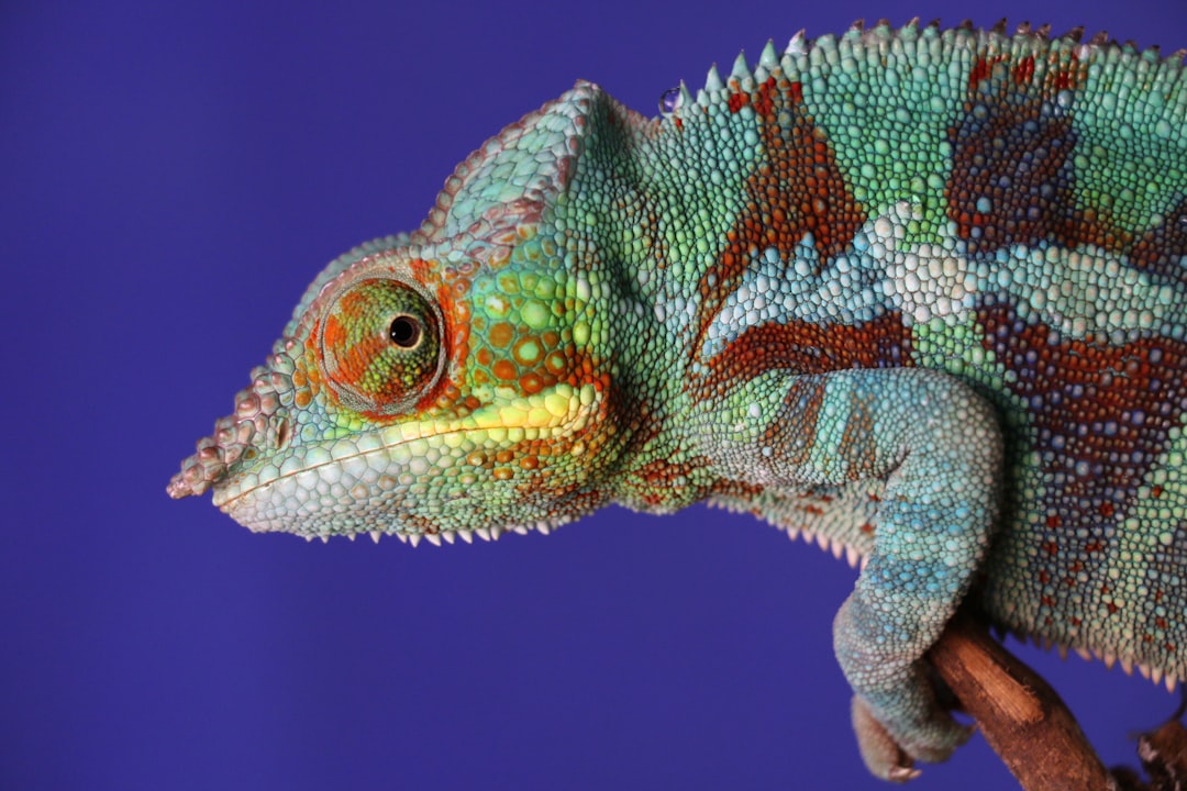 The Adaptable Chameleon: Master of Instant Transformation (Image Credits: Unsplash)