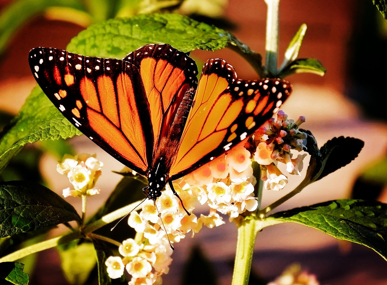 The Migrating Monarch: Embracing Life's Seasonal Changes (Image Credits: Pixabay)
