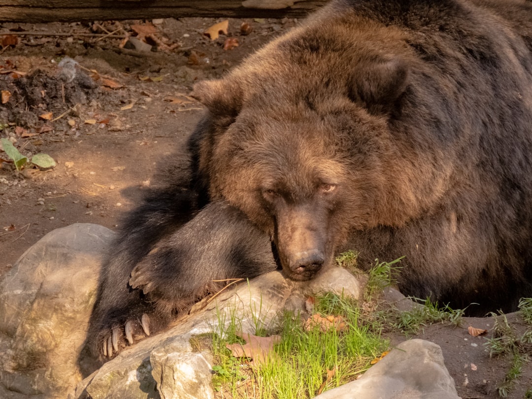 The Hibernating Bear: Taking Time to Recharge (Image Credits: Unsplash)