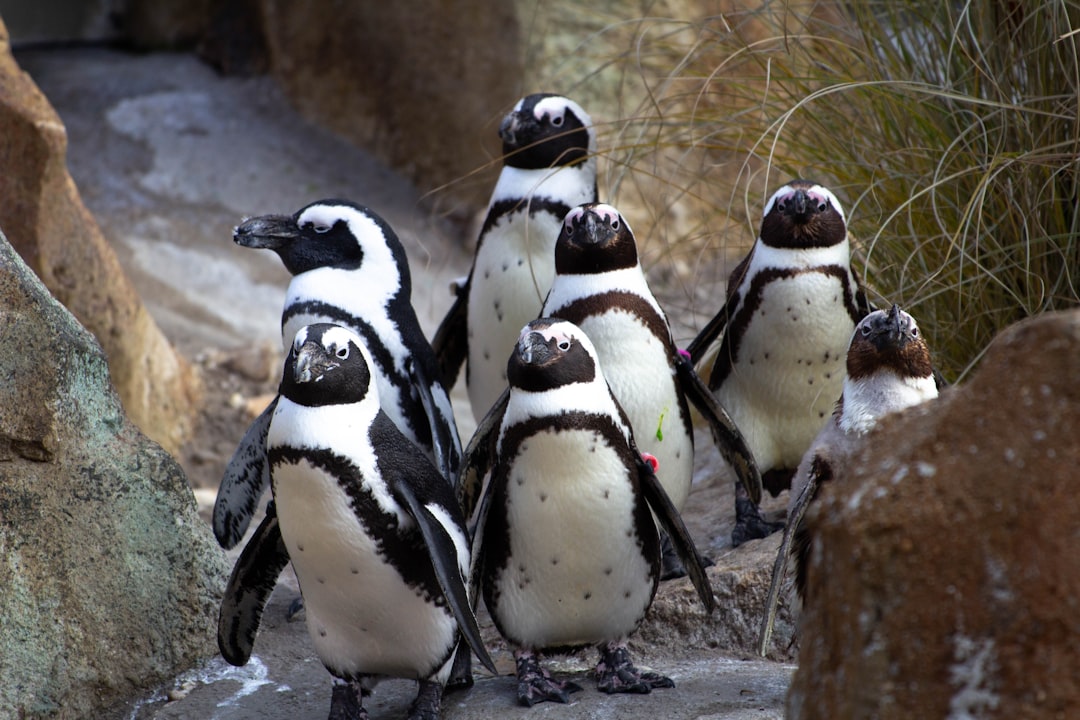 The Social Penguin: Finding Strength in Community (Image Credits: Unsplash)
