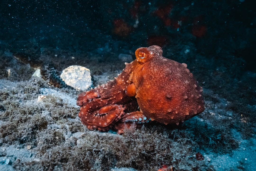 The Innovative Octopus: Creative Problem Solving (Image Credits: Unsplash)