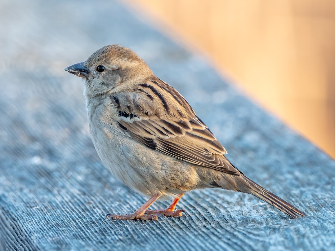 The Resilient Sparrow: Urban Adaptation Expert (Image Credits: Unsplash)