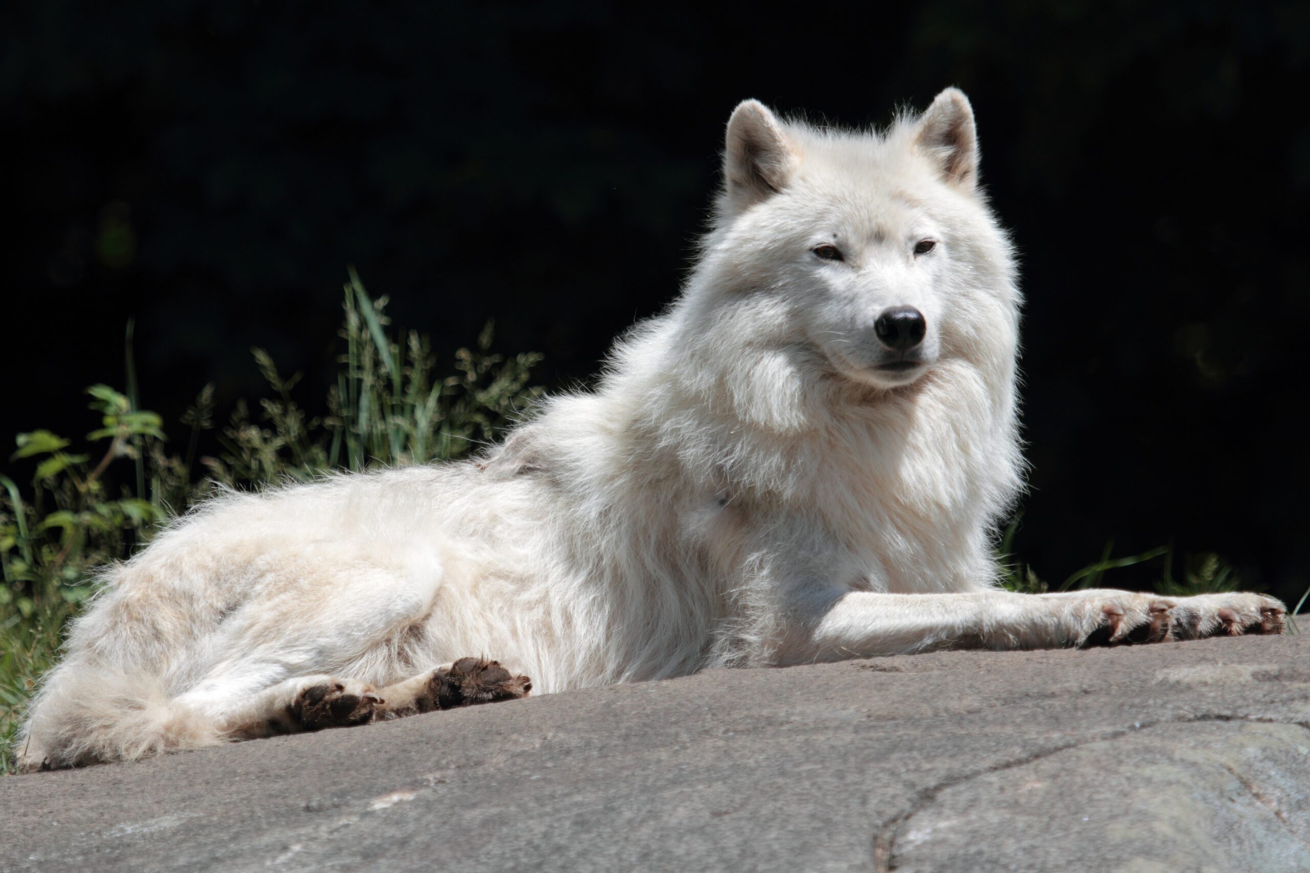 Alpha Male: Natural Born Leader Seeking Adventure Partner (Image Credits: Wikimedia)