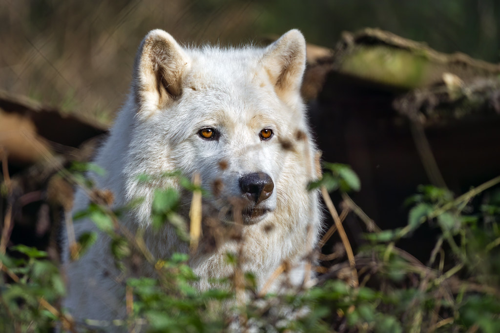 Alpha Female: Independent Mom Boss Ready for Partnership (Image Credits: Flickr)