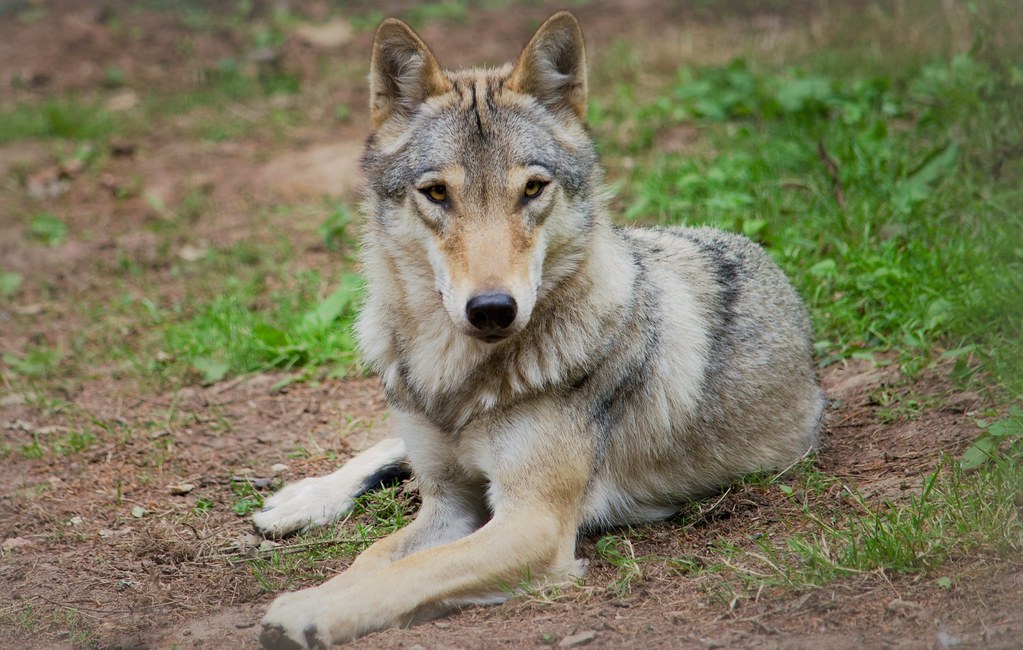 Young Wolf: Energetic and Ready to Learn (Image Credits: Flickr)