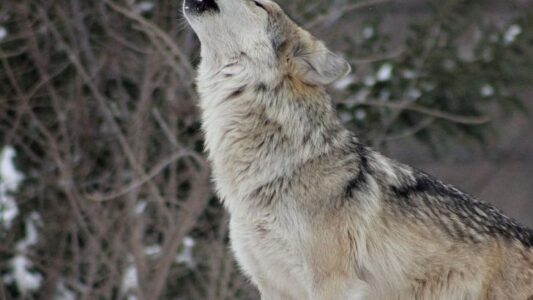 If Wolves Had Dating Profiles, What Would Yours Say?