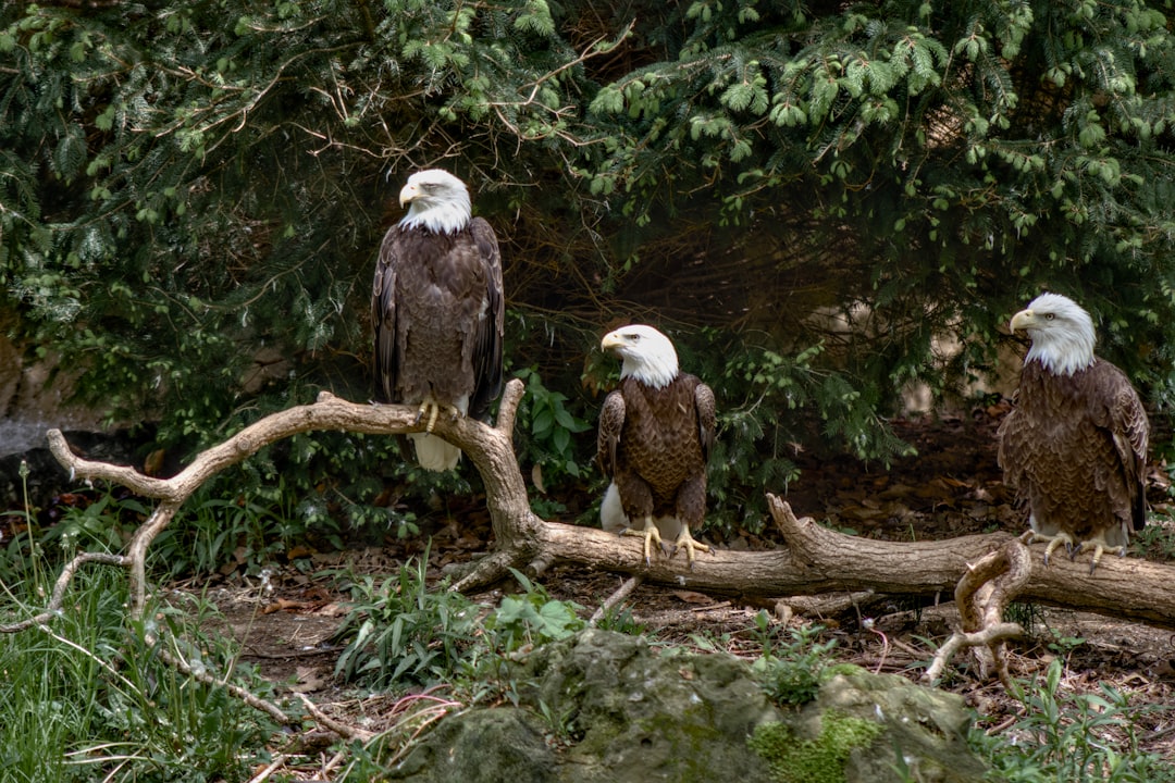 Ohio's Incredible Eagle Renaissance (Image Credits: Unsplash)
