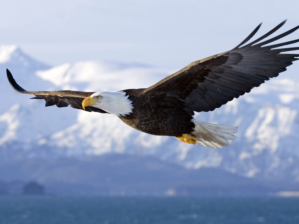 Iowa's Winter Eagle Haven (Image Credits: Flickr)