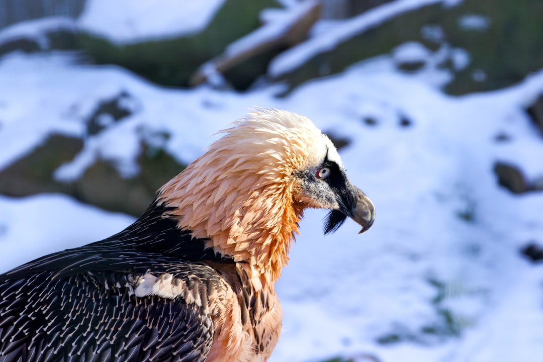 Illinois' Hidden Eagle Success Story (Image Credits: Unsplash)