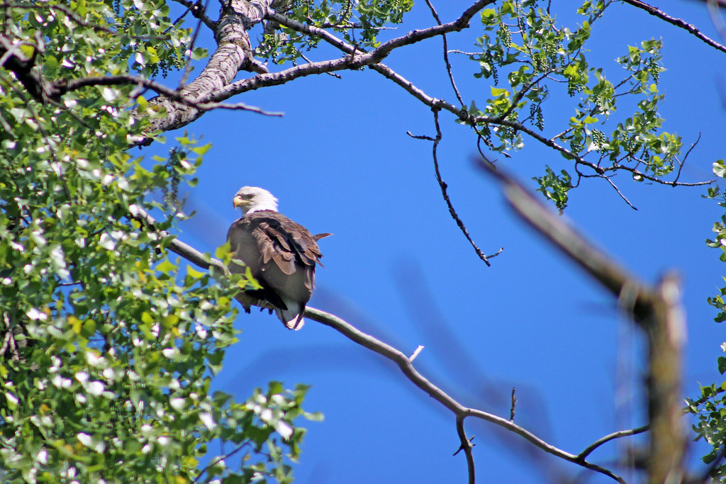 How Eagles Are Adapting to Modern Life (Image Credits: Flickr)