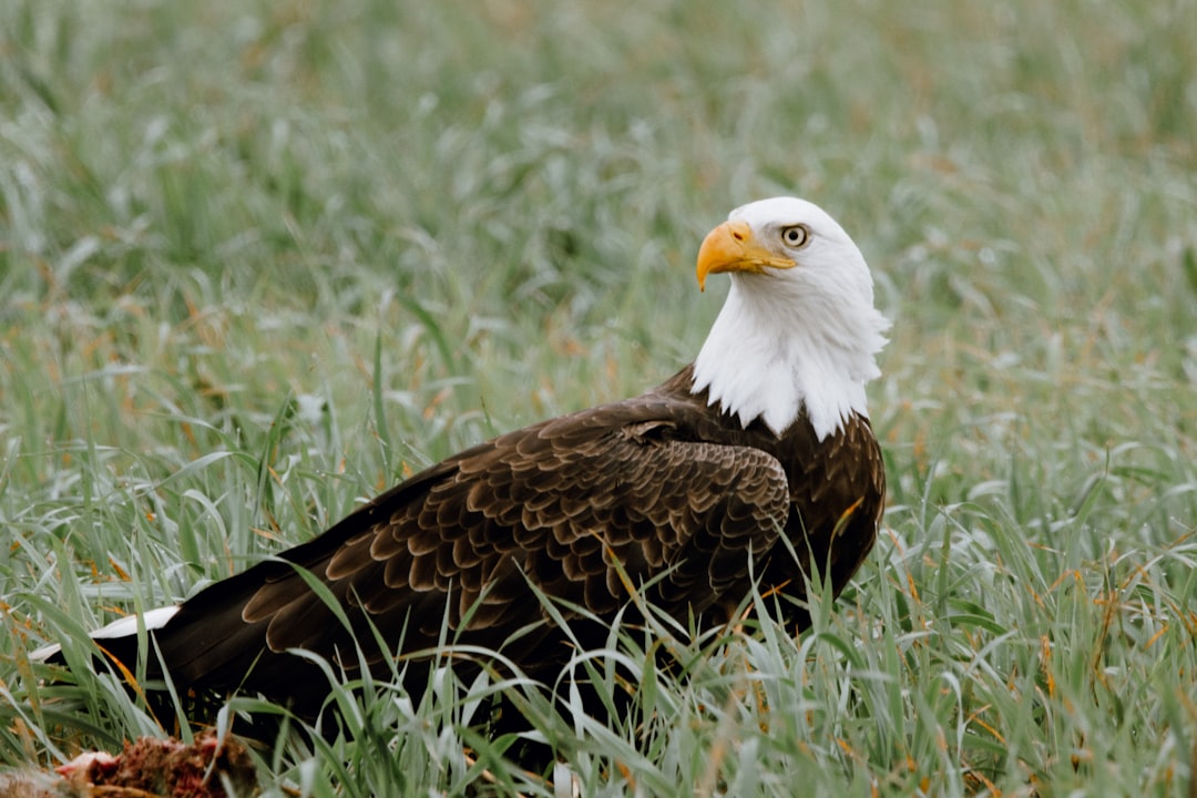 Ongoing Challenges Eagles Still Face (Image Credits: Unsplash)