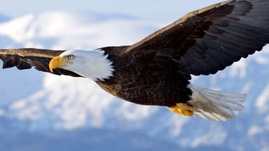 Eagles Are Returning to the Midwest in Record Numbers