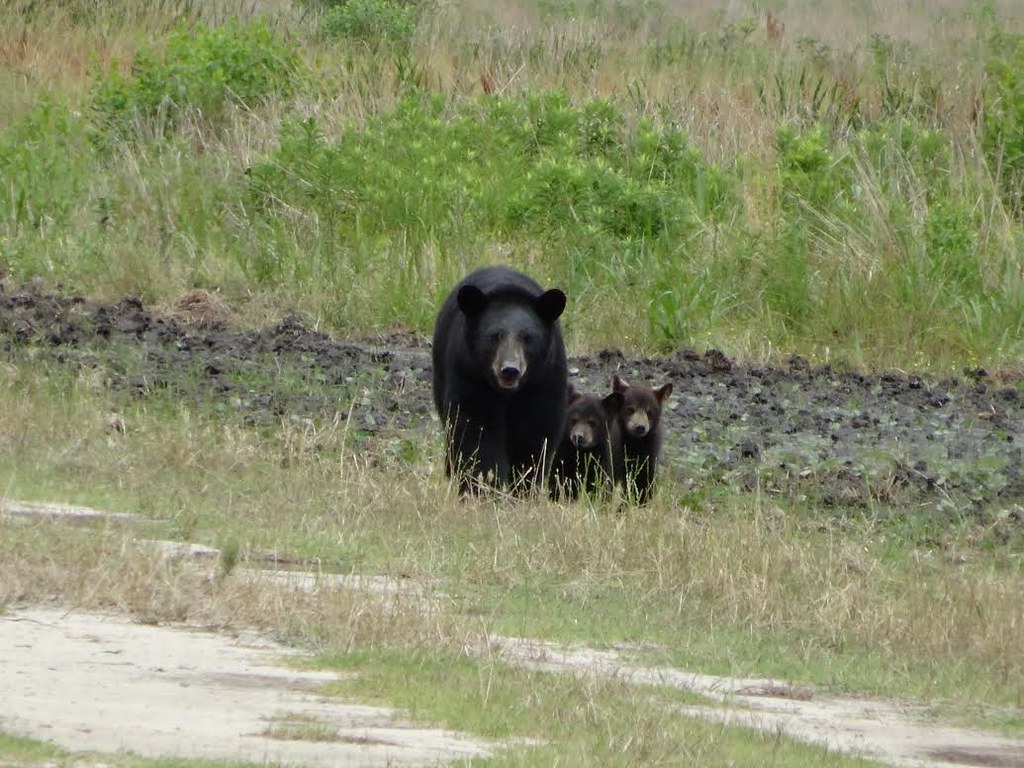 ISFJ - The American Black Bear: The Gentle Protector (Image Credits: Flickr)