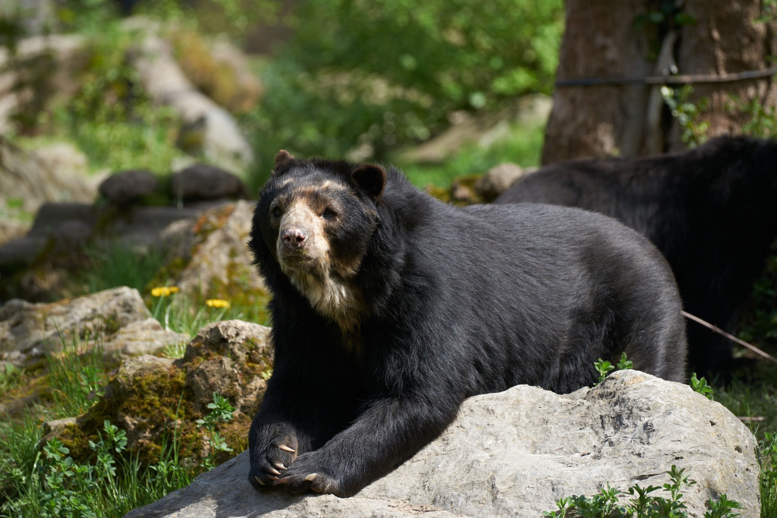 INFJ - The Spectacled Bear: The Mystical Visionary (Image Credits: Wikimedia)