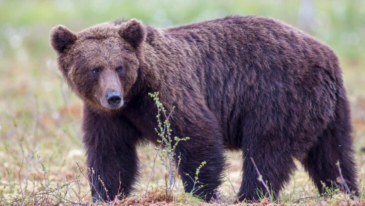 South Korea Ends Bear Bile Farming in 2026: A Landmark Shift in Animal Welfare