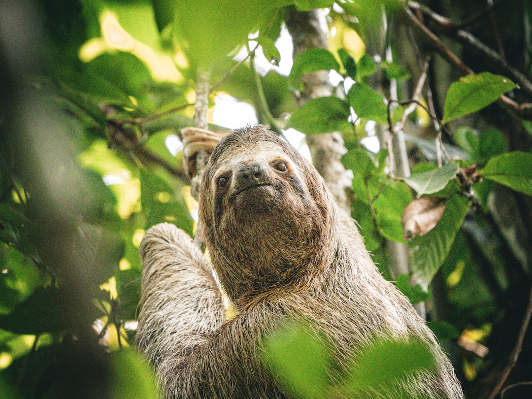 ISTP - The Sloth Bear: The Practical Craftsman (Image Credits: Unsplash)