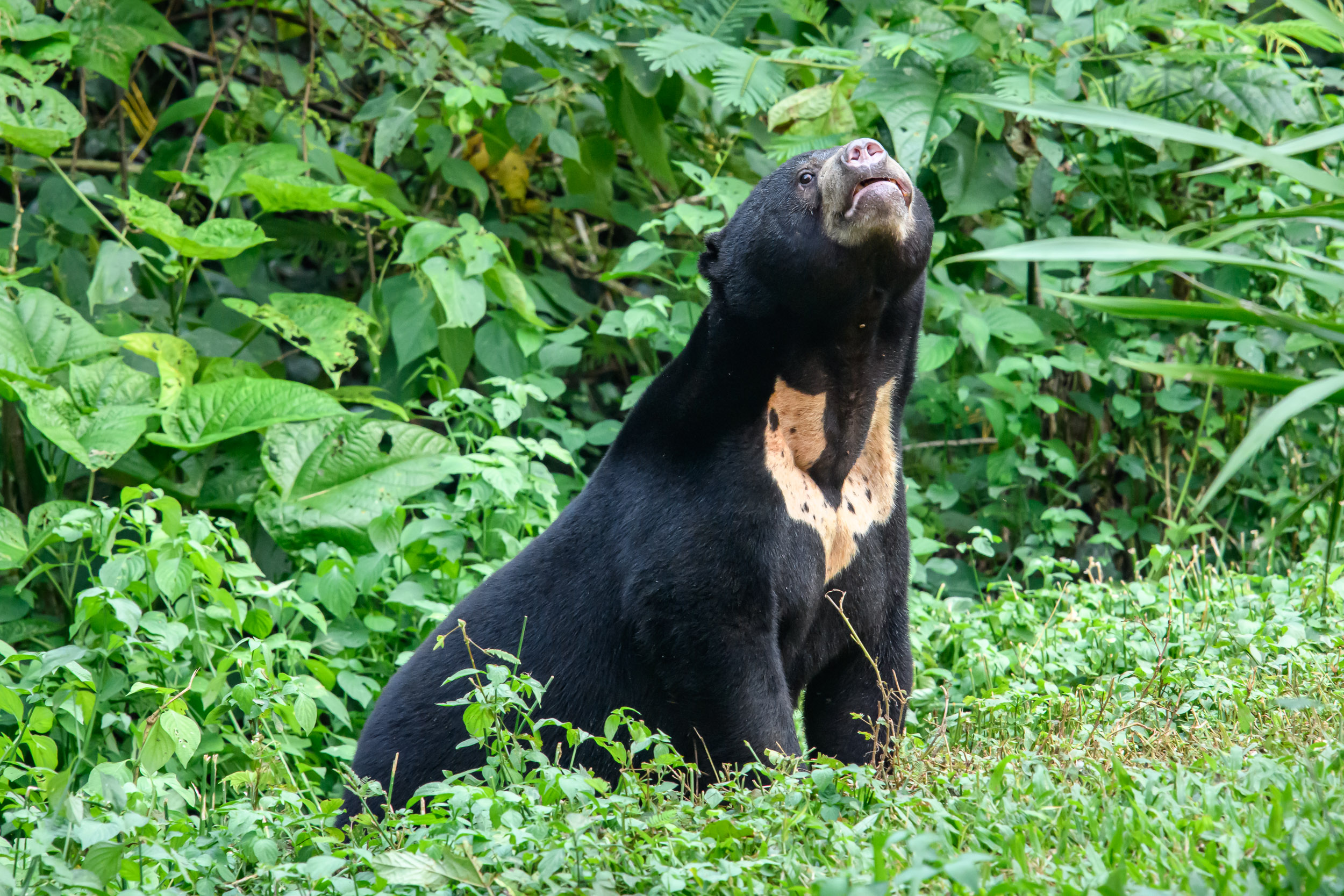 ISFP - The Sun Bear: The Artistic Free Spirit (Image Credits: Wikimedia)