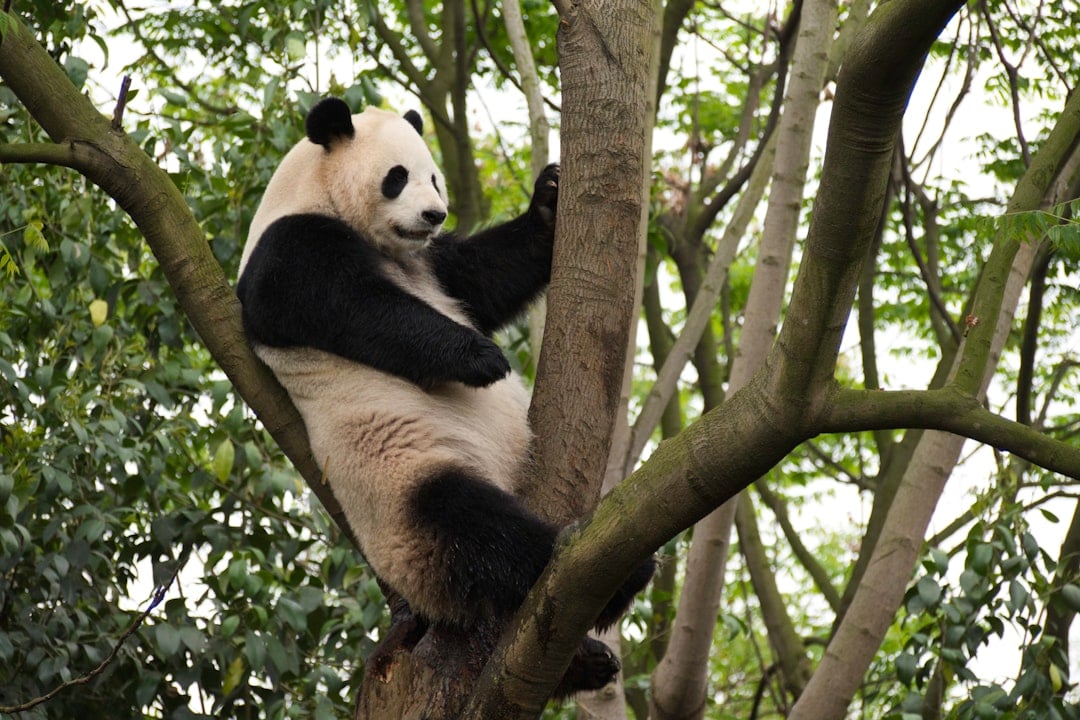 INFP - The Giant Panda: The Idealistic Dreamer (Image Credits: Unsplash)