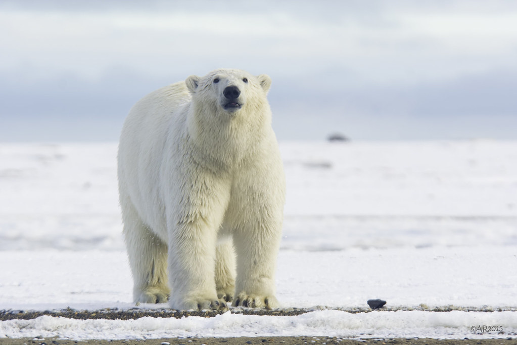 ESTP - The Polar Bear: The Bold Adventurer (Image Credits: Flickr)