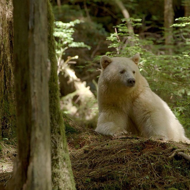 ESFP - The Kermode Bear: The Spirited Entertainer (Image Credits: Wikimedia)