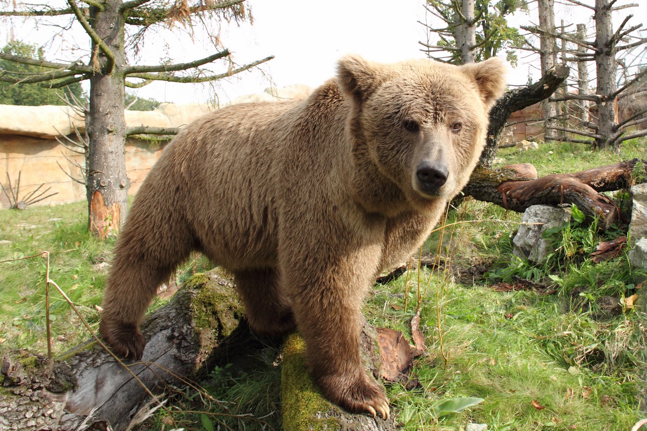 ENFP - The Himalayan Brown Bear: The Enthusiastic Campaigner (Image Credits: Wikimedia)