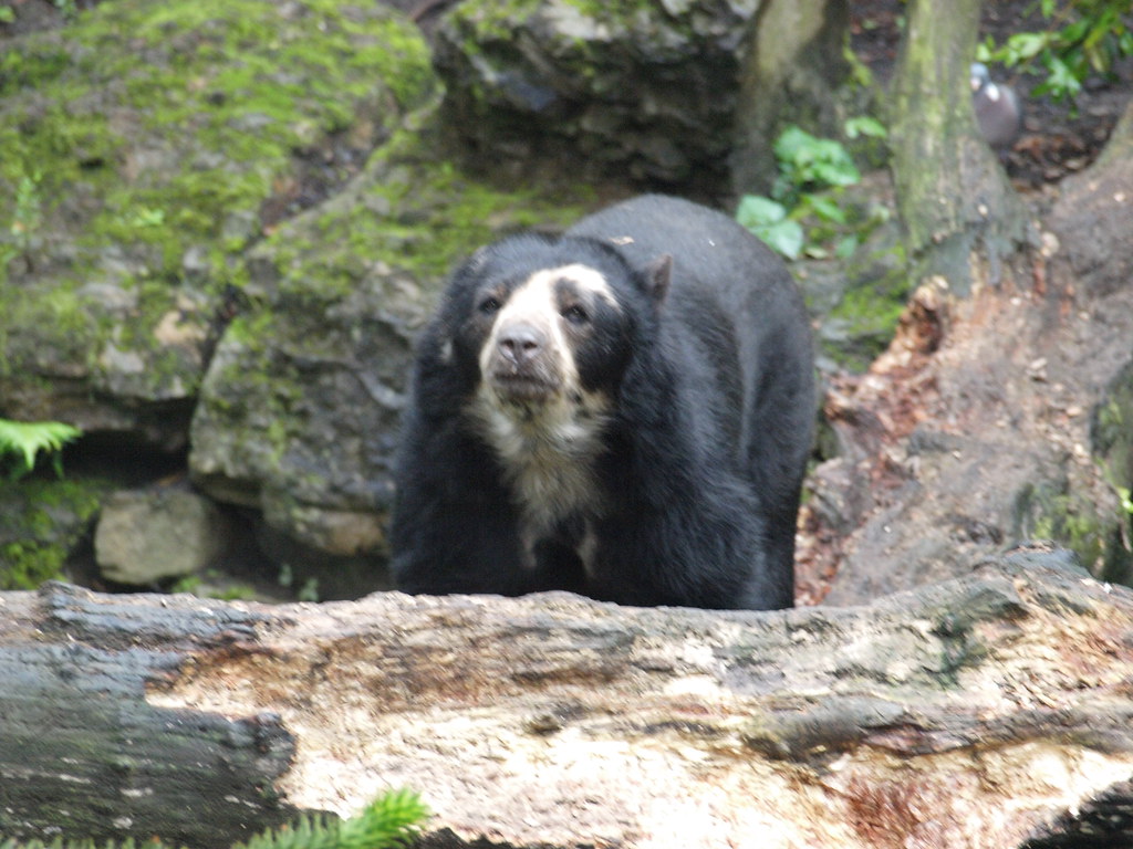 ENTP - The Andean Bear: The Innovative Visionary (Image Credits: Flickr)