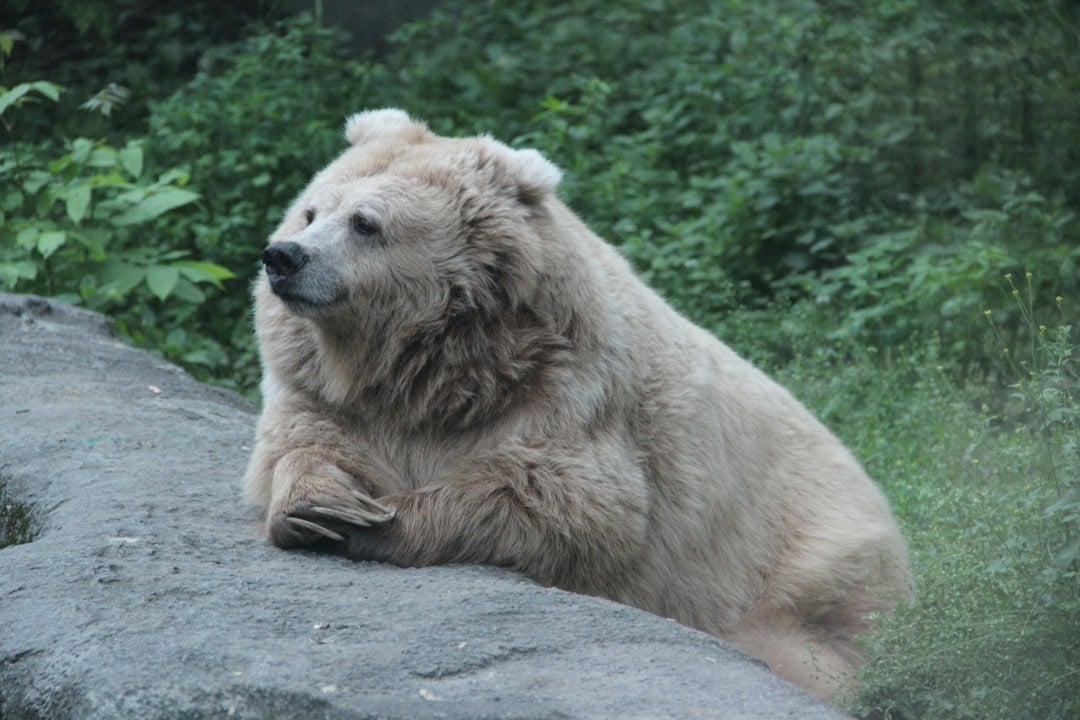 ESTJ - The Kodiak Bear: The Executive Leader (Image Credits: Unsplash)