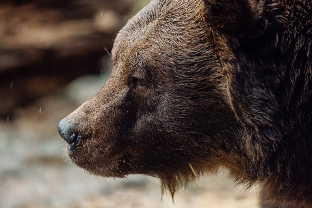 ENTJ - The Short-Faced Bear: The Commanding Leader (Image Credits: Unsplash)