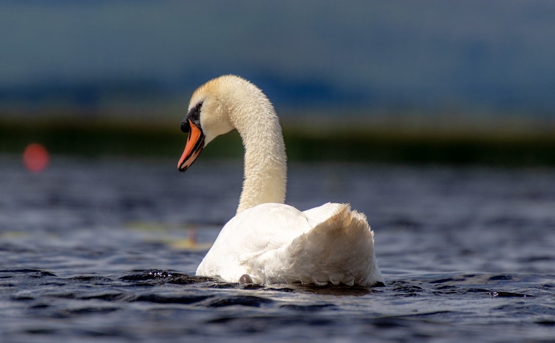 The Swan: Grace, Beauty, and Eternal Devotion (Image Credits: Unsplash)