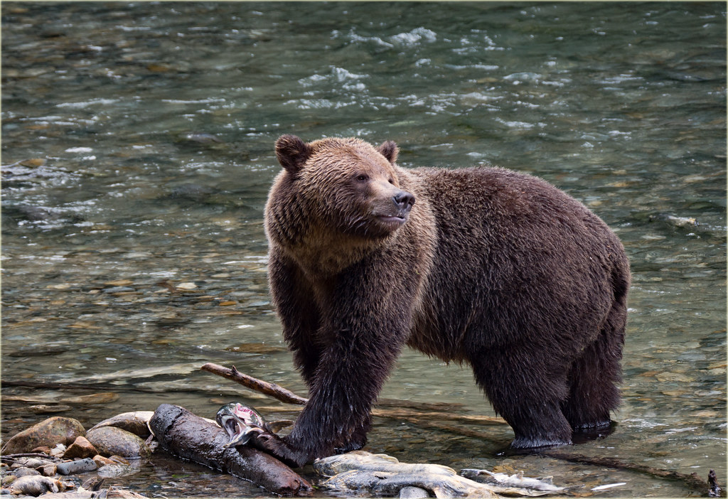 The Bear: Going Within to Find Love (Image Credits: Flickr)