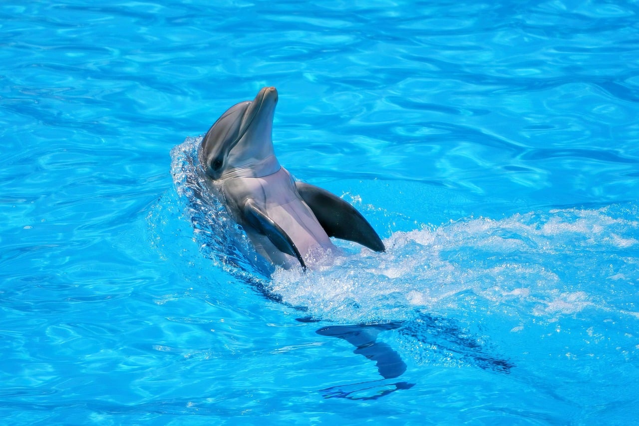 The Dolphin: Playful Harmony and Deep Communication (Image Credits: Pixabay)