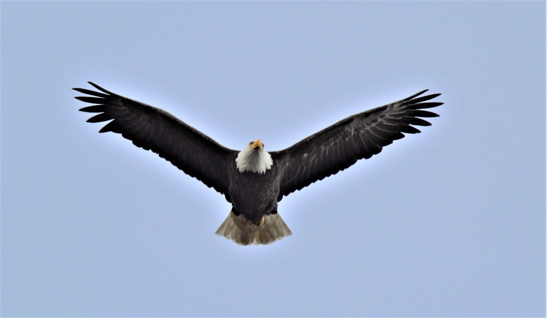 The Eagle: Soaring to Spiritual Heights Together (Image Credits: Unsplash)