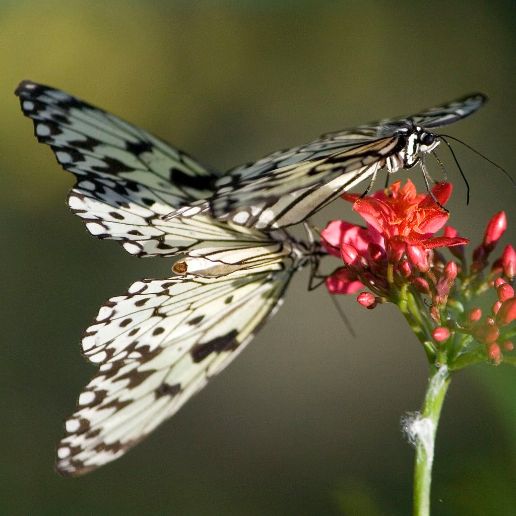 The Butterfly: Transformation Through Love (Image Credits: Flickr)