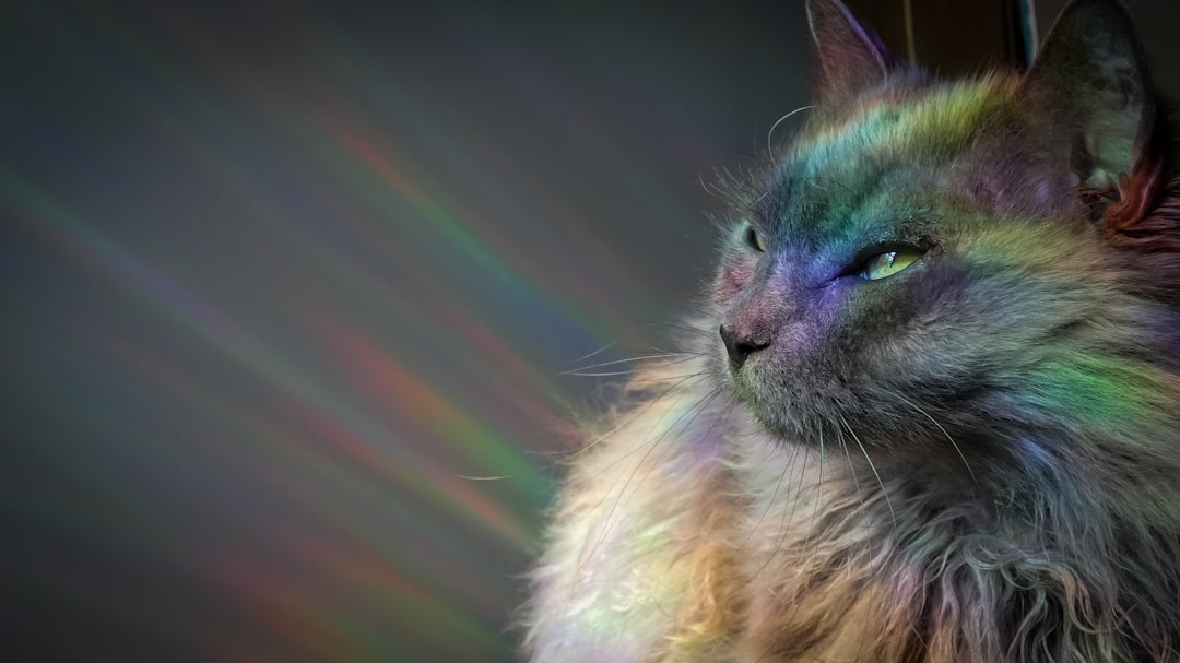The Cat: Mystery and Magic in Love (Image Credits: Unsplash)