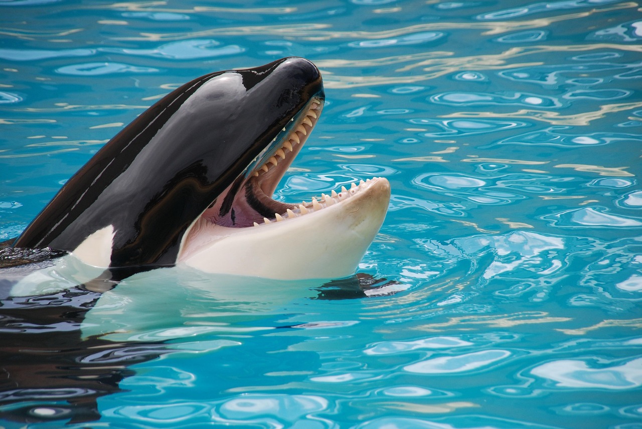 The Strategic Collaborator - The Orca (Image Credits: Pixabay)