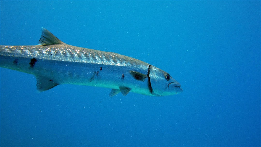 The Patient Ambush Expert - The Barracuda (Image Credits: Unsplash)