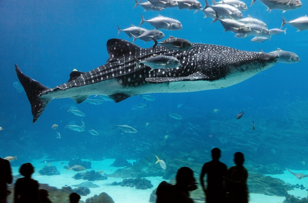 The Gentle Giant Specialist - The Whale Shark (Image Credits: Rawpixel)