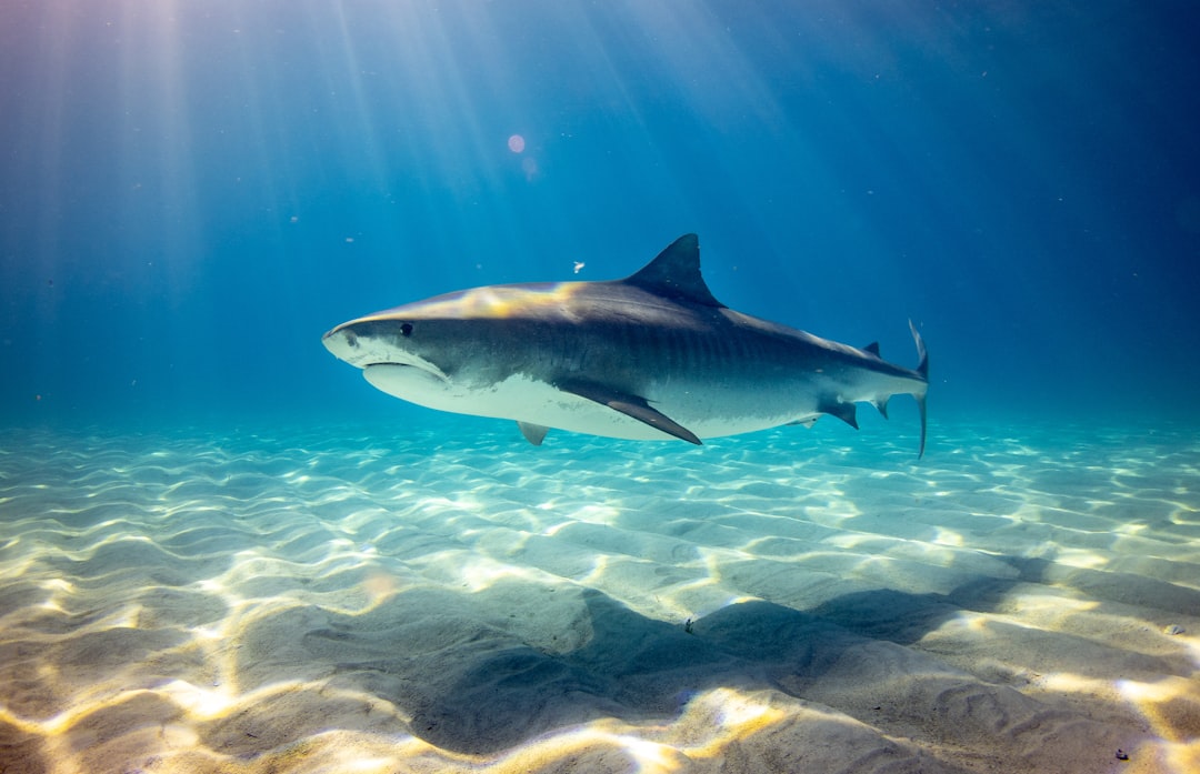 The Opportunistic Adapter - The Tiger Shark (Image Credits: Unsplash)