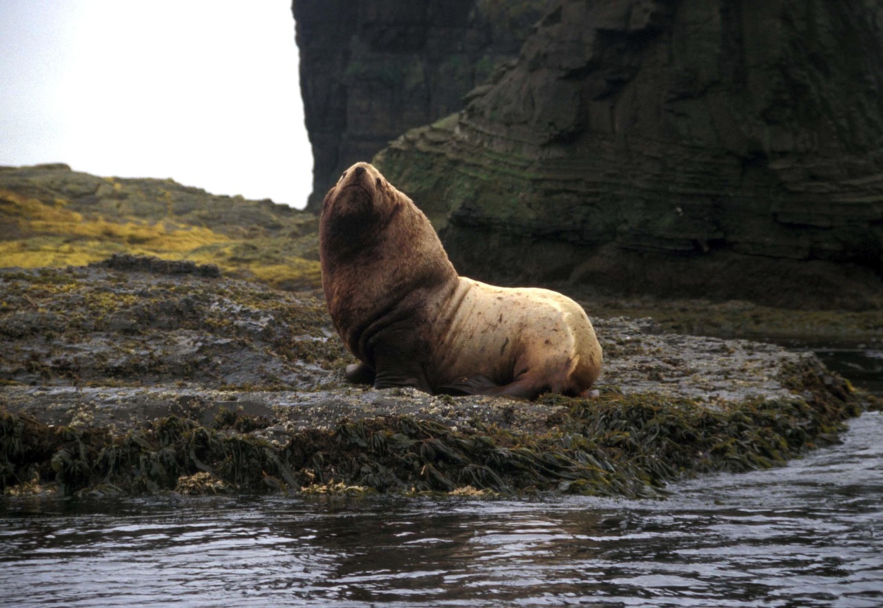 The High-Performance Specialist - The Stellar Sea Lion (Image Credits: Pixabay)
