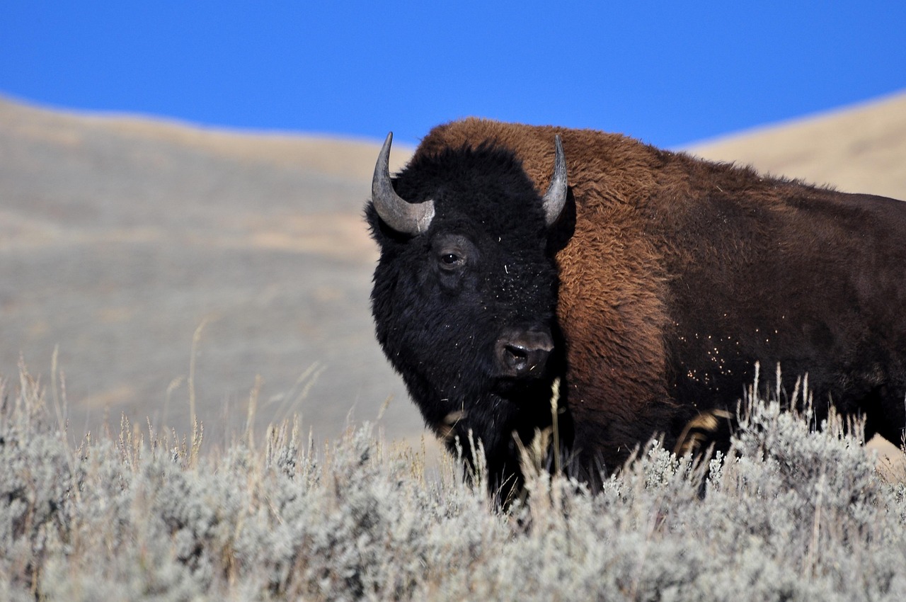 The Return of America's Original Ecosystem Engineers (Image Credits: Pixabay)