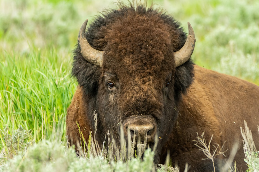 Federal Investment Fueling a Conservation Revolution (Image Credits: Unsplash)