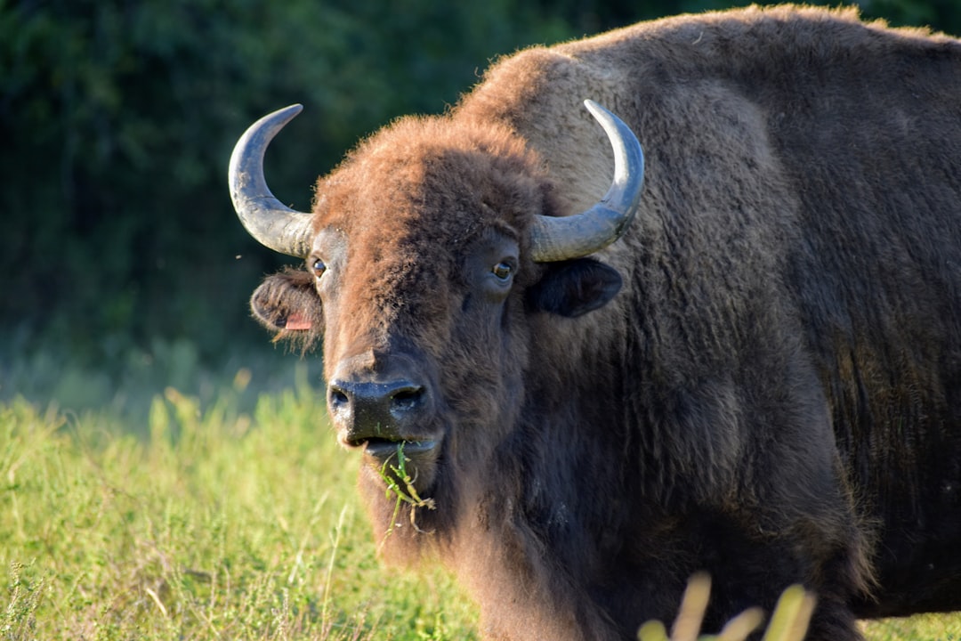 Tribal Leadership in Bison Restoration (Image Credits: Unsplash)
