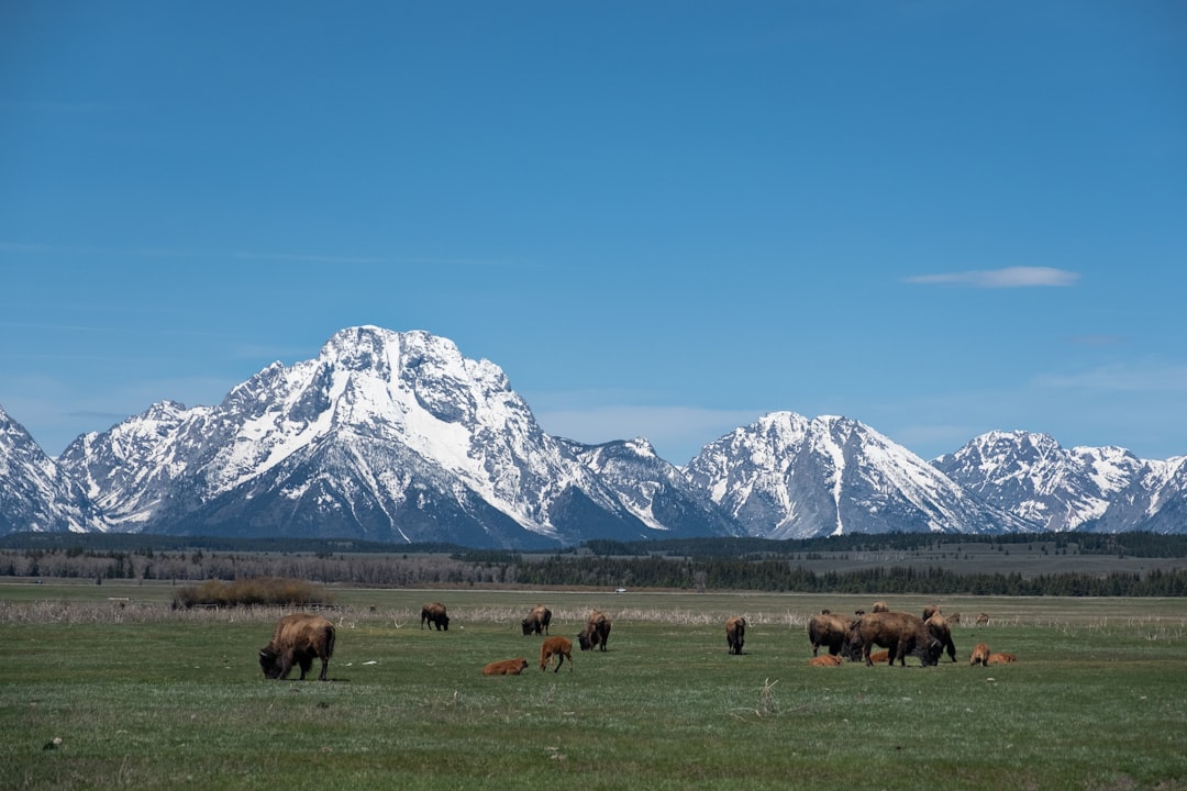 Scientific Breakthroughs Revealing Bison's True Impact (Image Credits: Unsplash)